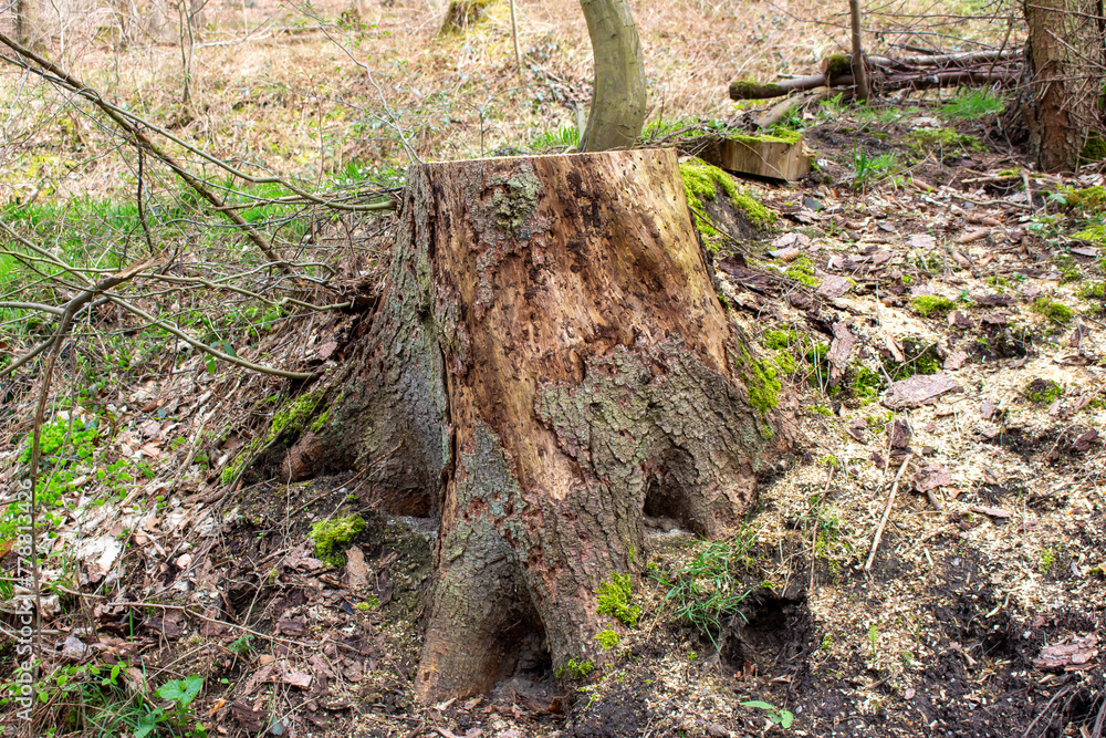 Obraz premium Beautiful green moss growing on a tree