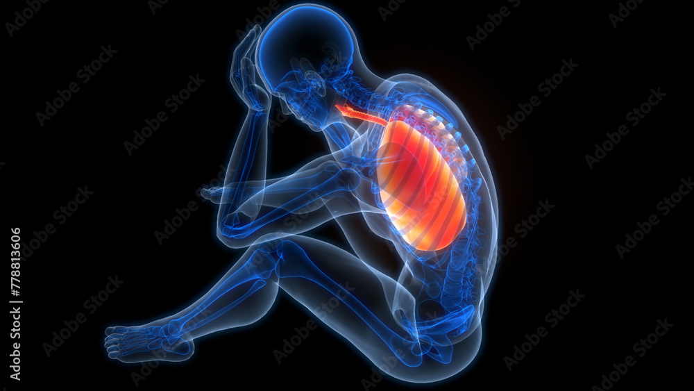 Fototapeta premium Human Respiratory System Lungs Anatomy