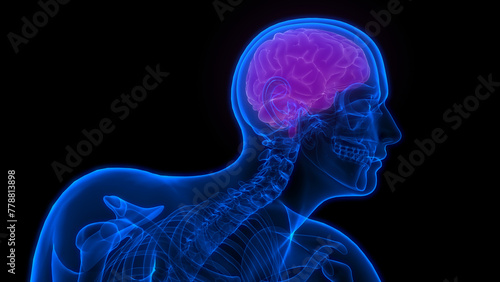 Central Organ of Human Nervous System Brain Anatomy photo