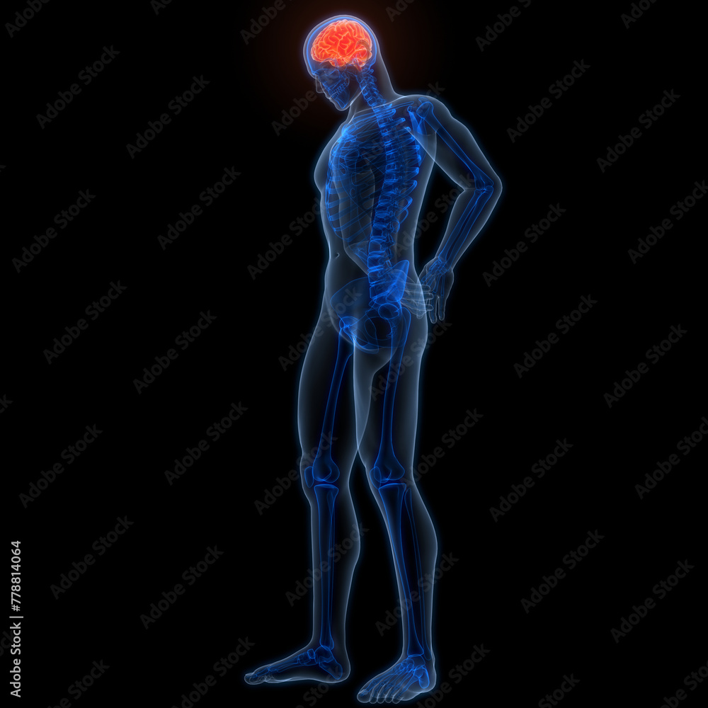Central Organ of Human Nervous System Brain Anatomy Central Organ of Human Nervous System Brain Anatomy