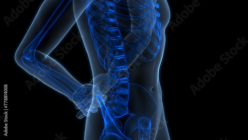 Human Skeleton System Bone Joints Anatomy