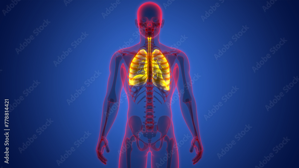 Human Respiratory System Lungs Anatomy Human Respiratory System Lungs Anatomy