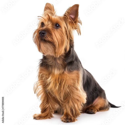 Australian silky terrier dog photo