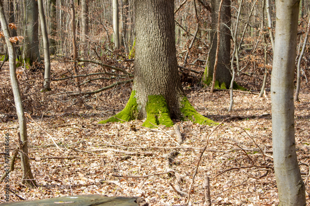 Beautiful green moss growing on a tree Beautiful green moss growing on a tree