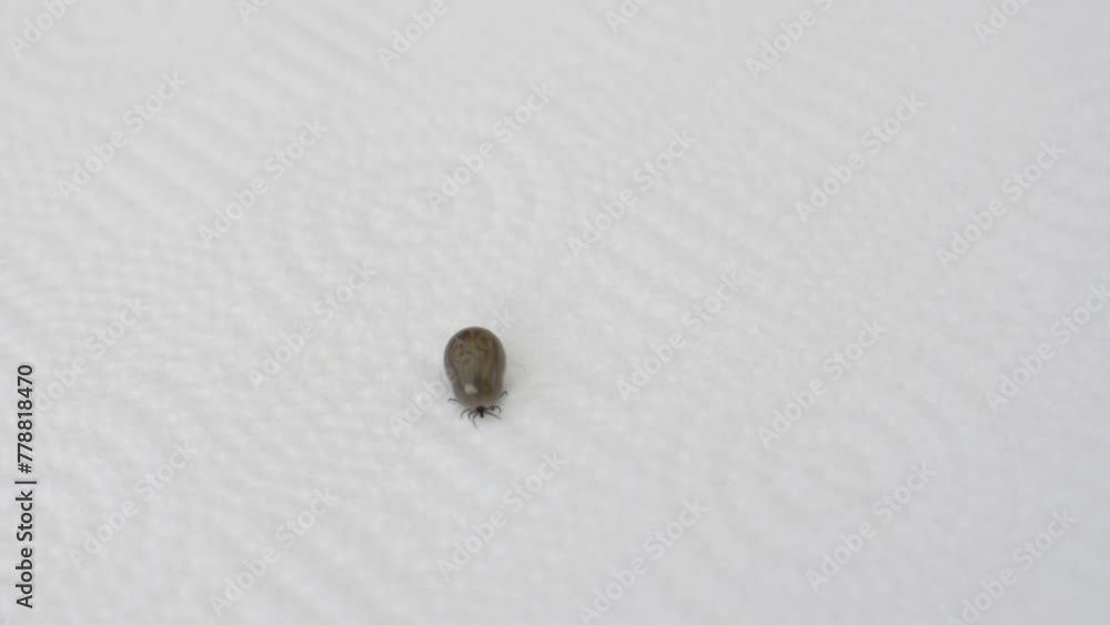 A tick crawls on a napkin. Protection against ticks. A tick crawls on a napkin. Protection against ticks.