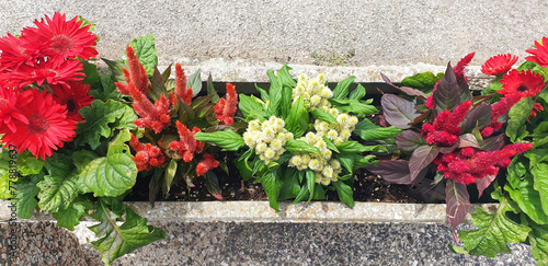 Top of view of celosia or amaranthus bush with white dry flowers growing in a pot. Panorama. photo