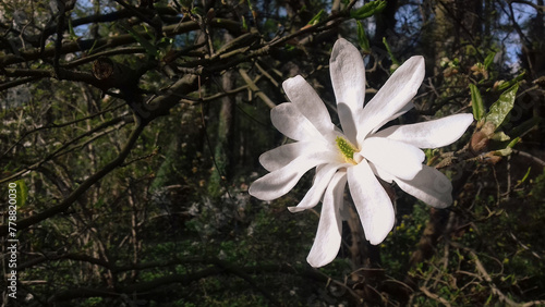 Magnolia flower in the bushes
