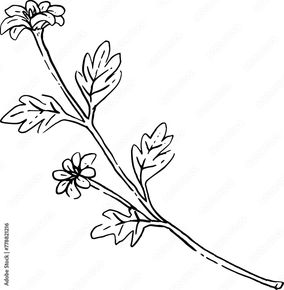 Wild flower branch hand drawn illustration.
