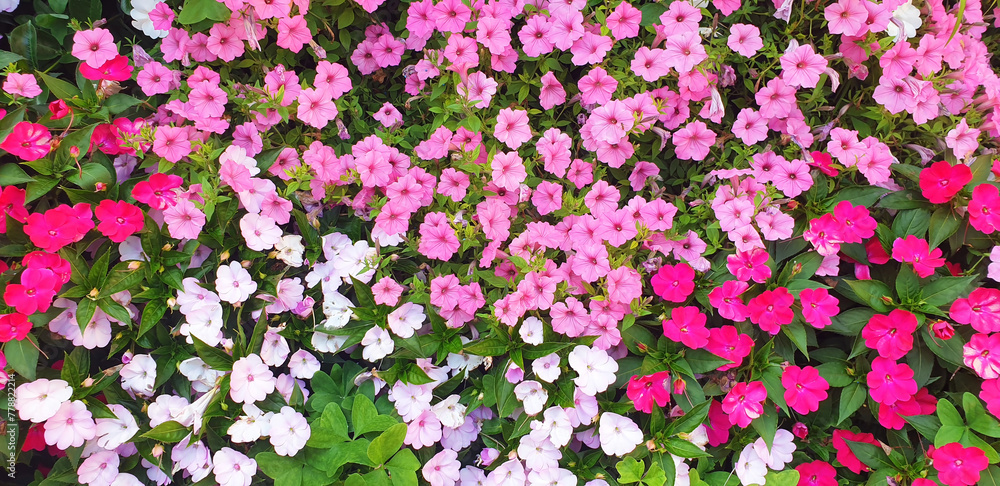 Naklejka premium Background of colorful petunia flowers. Panorama.
