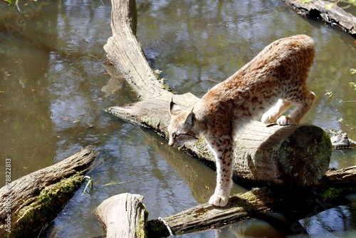 Canvas Print lynx