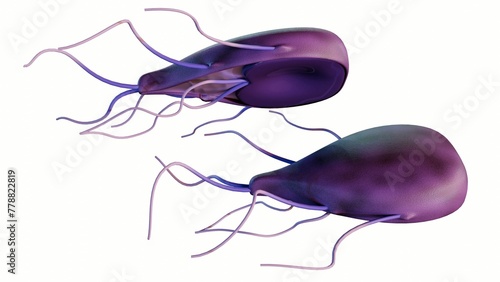 3d rendering of Giardia, is a microscopic parasite that lives in the intestines. The parasite can cause a bowel infection called  photo