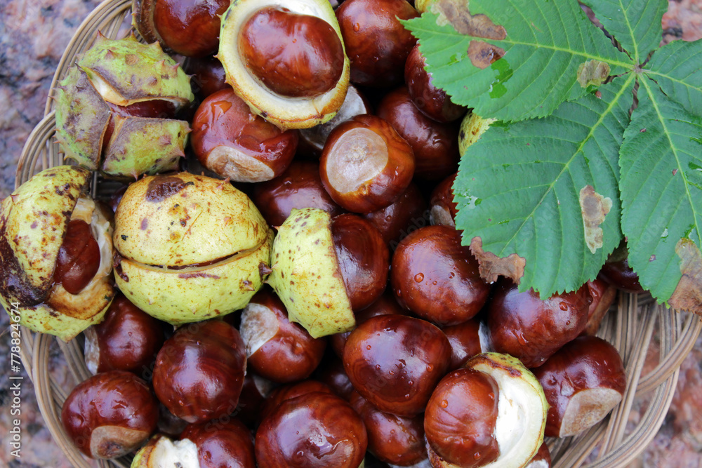 Fresh shiny horse chestnuts on a stone background in woven basket close-up Fresh shiny horse chestnuts on a stone background in woven basket close-up
