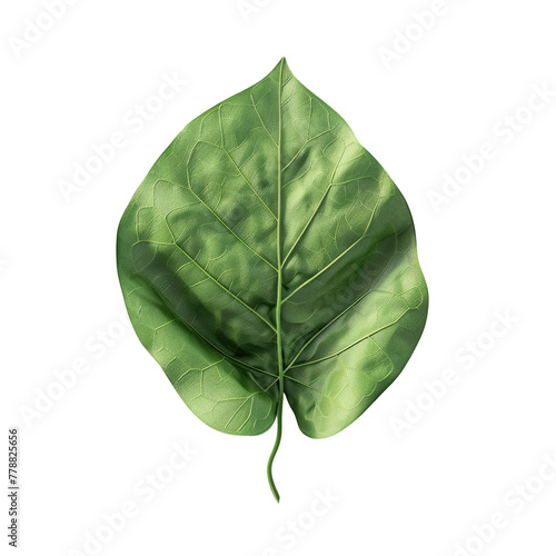 Green leaf on transparent background