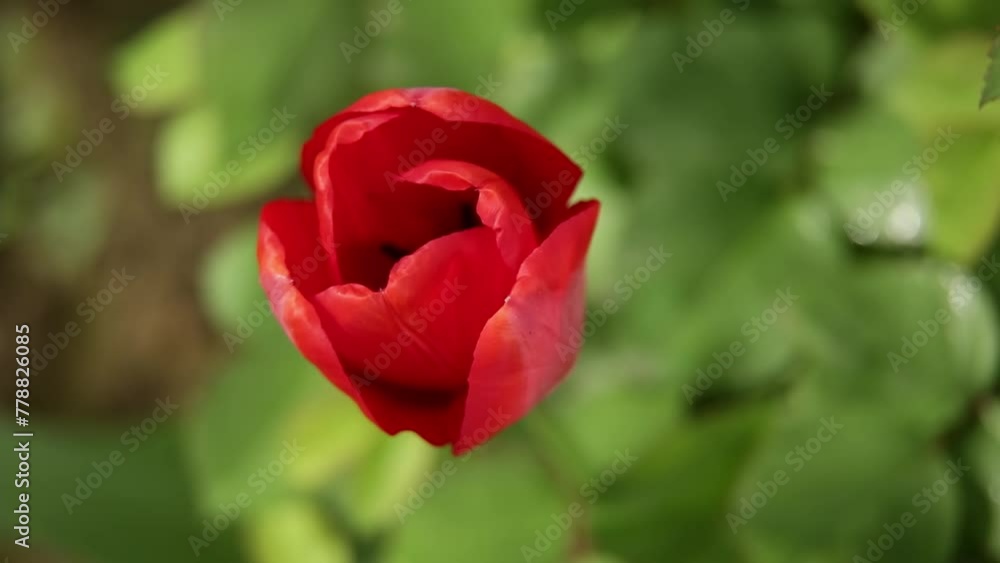 Red tulip flower in spring garden. Red tulip flower in spring garden.