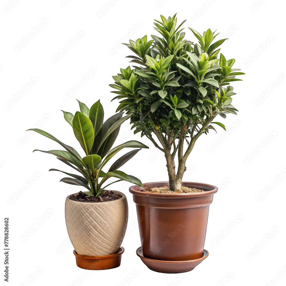 Fototapeta premium A green potted houseplant with leaves thrives in a homey atmosphere