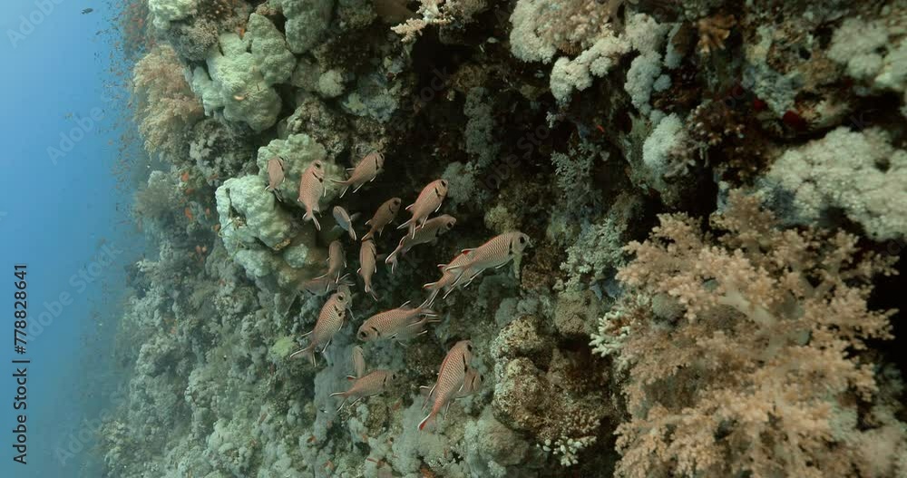 A group of pink Soldierfish search for food in between colored corals. A group of pink Soldierfish search for food in between colored corals.