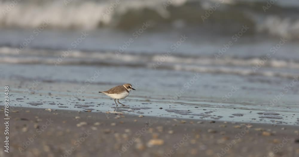 Shorebird foraging, kentish plover on the beach. Shorebird foraging, kentish plover on the beach.