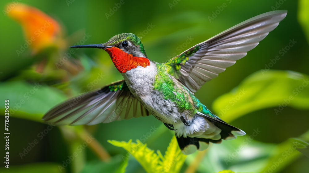Fototapeta premium A hummingbird is flying through a lush green forest. The bird is green and red, with a long tail and a black beak. Concept of freedom and natural beauty. the mesmerizing shimmer of its plumage