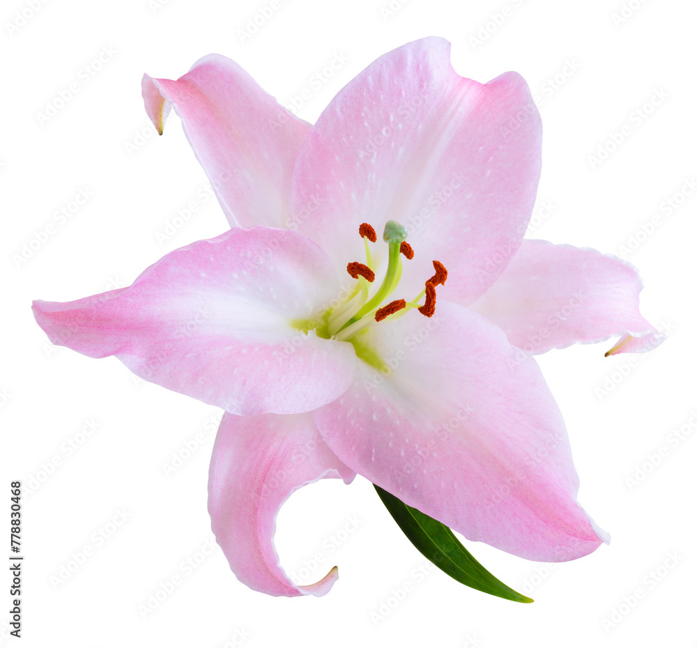 Wonderful pink Lily isolated on white background, including clipping path. Wonderful pink Lily isolated on white background, including clipping path.