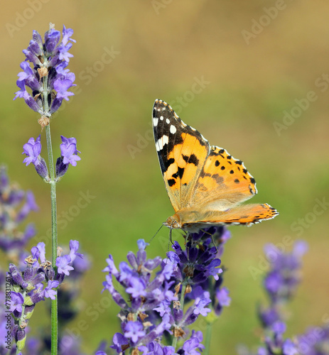 lady butterfly sips nectar from a lavender flower in a fragrant lavender field © ChiccoDodiFC