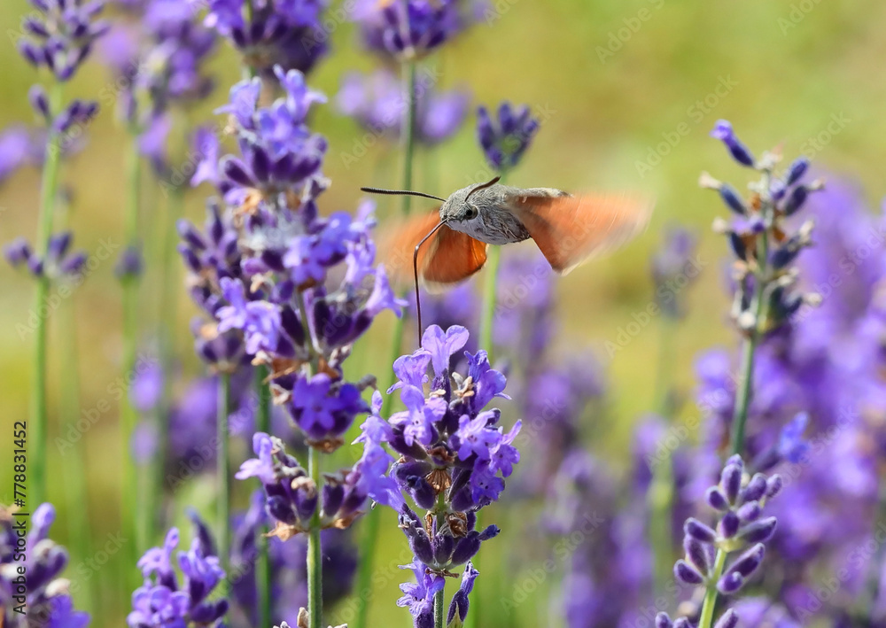 Naklejka premium tiny hummingbird sips nectar from lavender flowers in a fragrant lavender field rapidly flapping its wings