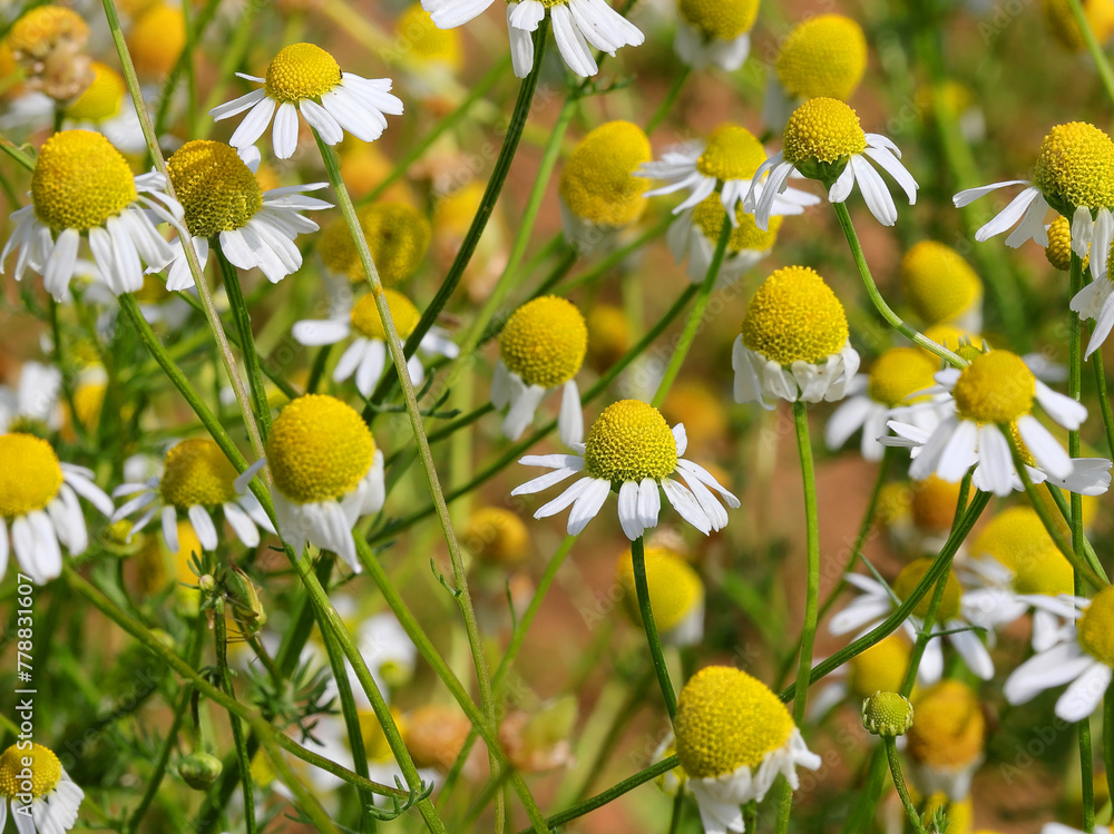 chamomile flowers blooming in spring  ideal for calming and relaxing teas