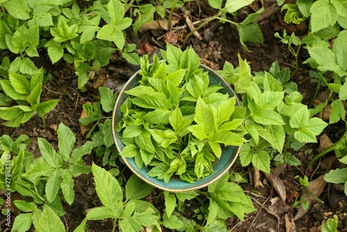 Aegopodium podagraria, commonly called ground elder or bishop´s weed in a bowl. . It is used as food and  in traditional medicine for painful joints.