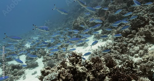 A swarm of the blue Suez fusilier fish swim in the red sea.