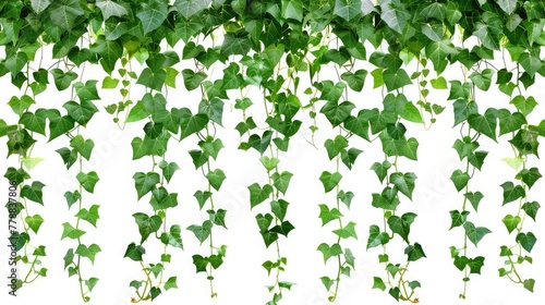 Hanging vines ivy foliage jungle heart shaped green leaves climbing plant nature backdrop isolated on white background,Green ivy grow. Vine wall, isolated climbing plants with leaves. Hanging branche
