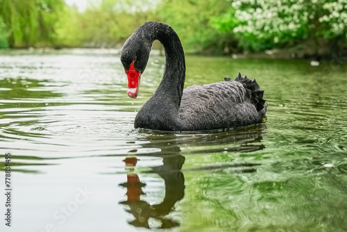 Beautiful black swan on the river