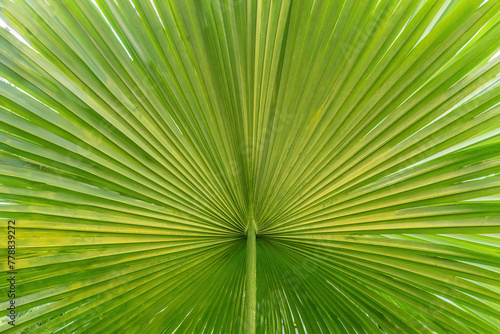 Close up of a green palm leaf.