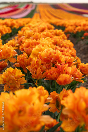 Field of blooming tulips on a spring day. Close up of orange flowers. Selective focus. Vertical view photo