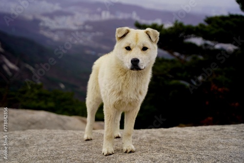 북한산 원효봉 진돗개 Jindo dog
