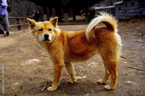 북한산 원효봉 진돗개 Jindo dog