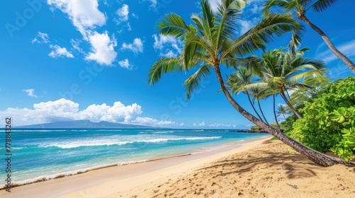 Palm trees and sand, sunny day, blue sky, ocean view