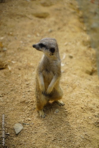 미어캣  meerkat, mierkat