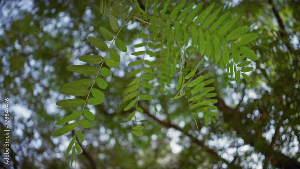 Close-up of vibrant acacia green leaves in dappled sunlight in a murcia, spain, natural setting, depicting lush vegetation and serene outdoor environment. Close-up of vibrant acacia green leaves in dappled sunlight in a murcia, spain, natural setting, depicting lush vegetation and serene outdoor environment.
