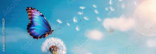 A blue butterfly on the white dandelion flower, flying in front of the sky background. photo