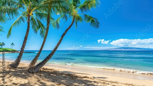 Palm trees and sand  sunny day  blue sky  ocean view