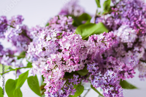 Syringa vulgaris or lilac purple fragrant garden flowers.