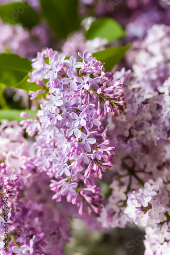 Syringa vulgaris or lilac purple fragrant garden flowers. © pictures_for_you
