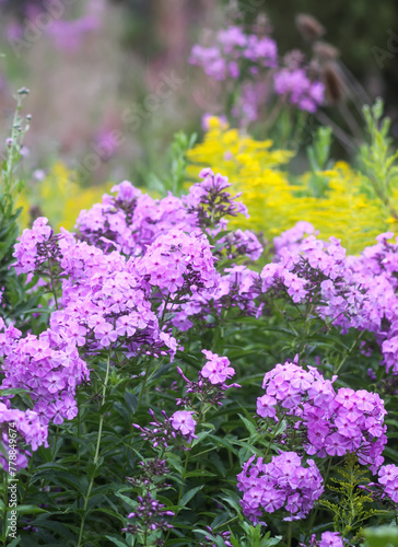 Blooming phlox garden flowers. Decorative plants.