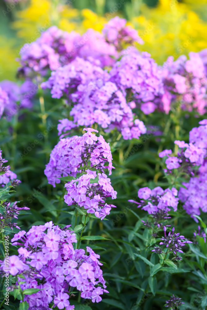 Blooming phlox garden flowers. Decorative plants. Blooming phlox garden flowers. Decorative plants.