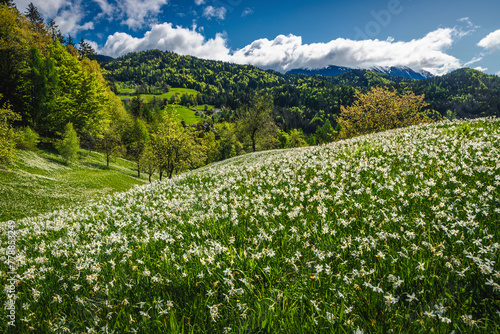 Abundance white daffodil flowers on the hills in Slovenia