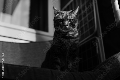 Black and white photograph of a cat. Stylish cat photo.  photo
