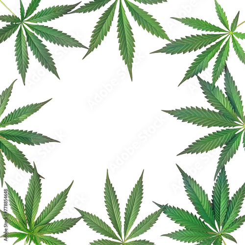 A close up of a group of marijuana leaves on a Transparent Background