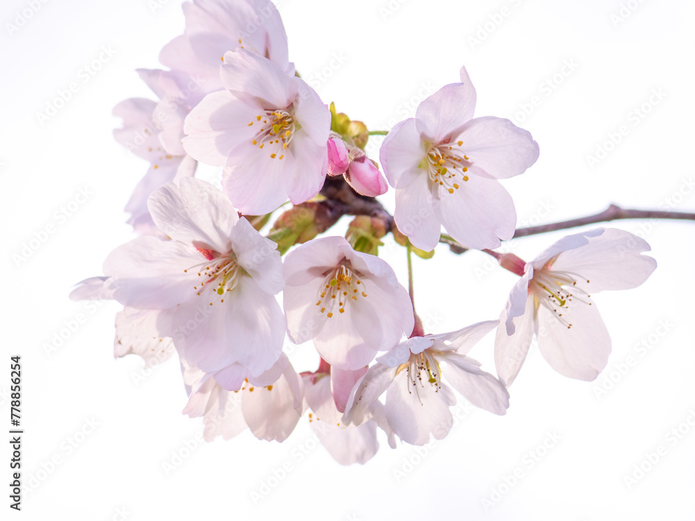 Obraz premium 桜の花