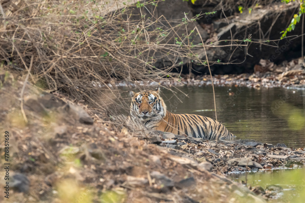 Fototapeta premium wild huge male bengal tiger or panthera tigris resting in waterhole cooling off body summer season morning safari tour in dry forest or jungle at panna national park tiger reserve madhya pradesh india
