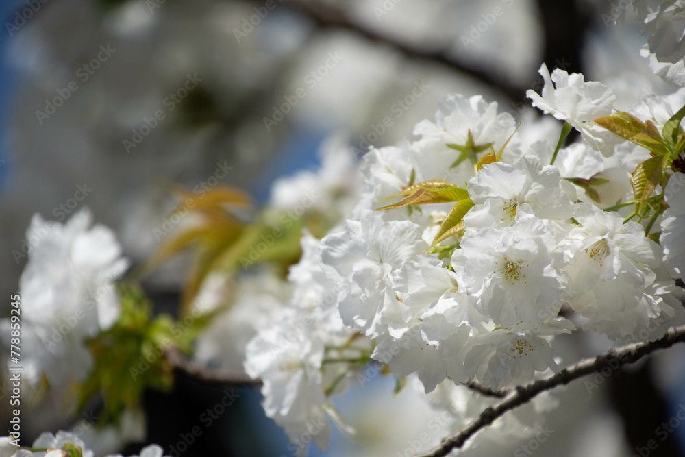 Obraz premium 千原桜