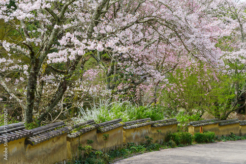 松平郷の室町塀と桜（愛知県豊田市） photo